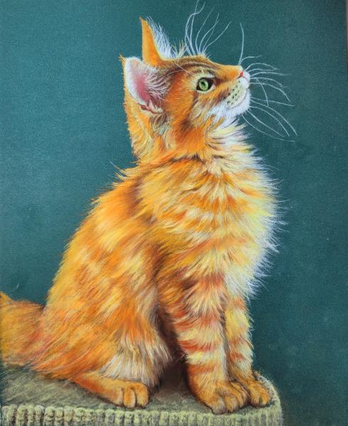 chaton roux   -  Pastel  24 X 30