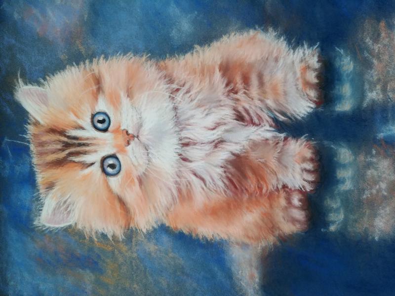 chaton d'un songe bleu  pastel  30 X 40